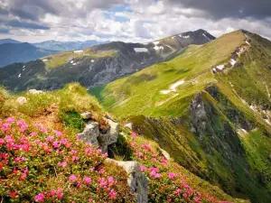 Rodna Mountains
