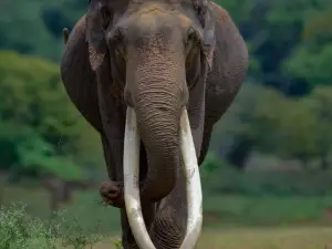 Udawalawe National Park