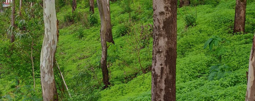 Panchgani