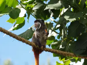 Twycross Zoo