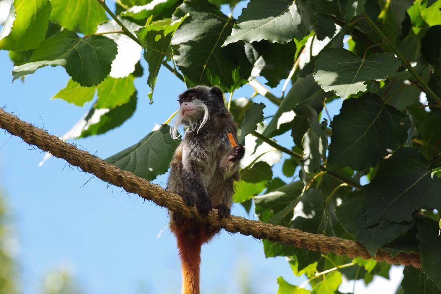 Twycross Zoo