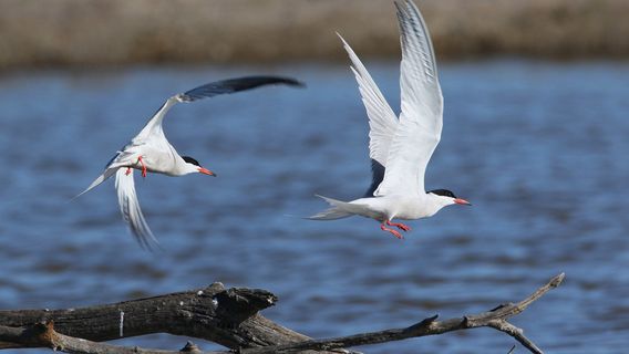 Parc Natural de s'Albufera de Mallorca