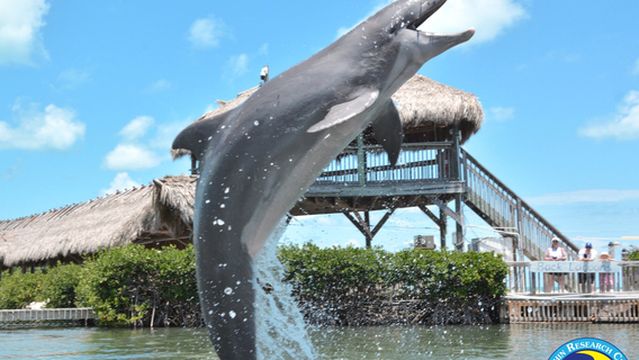 Dolphin Research Center