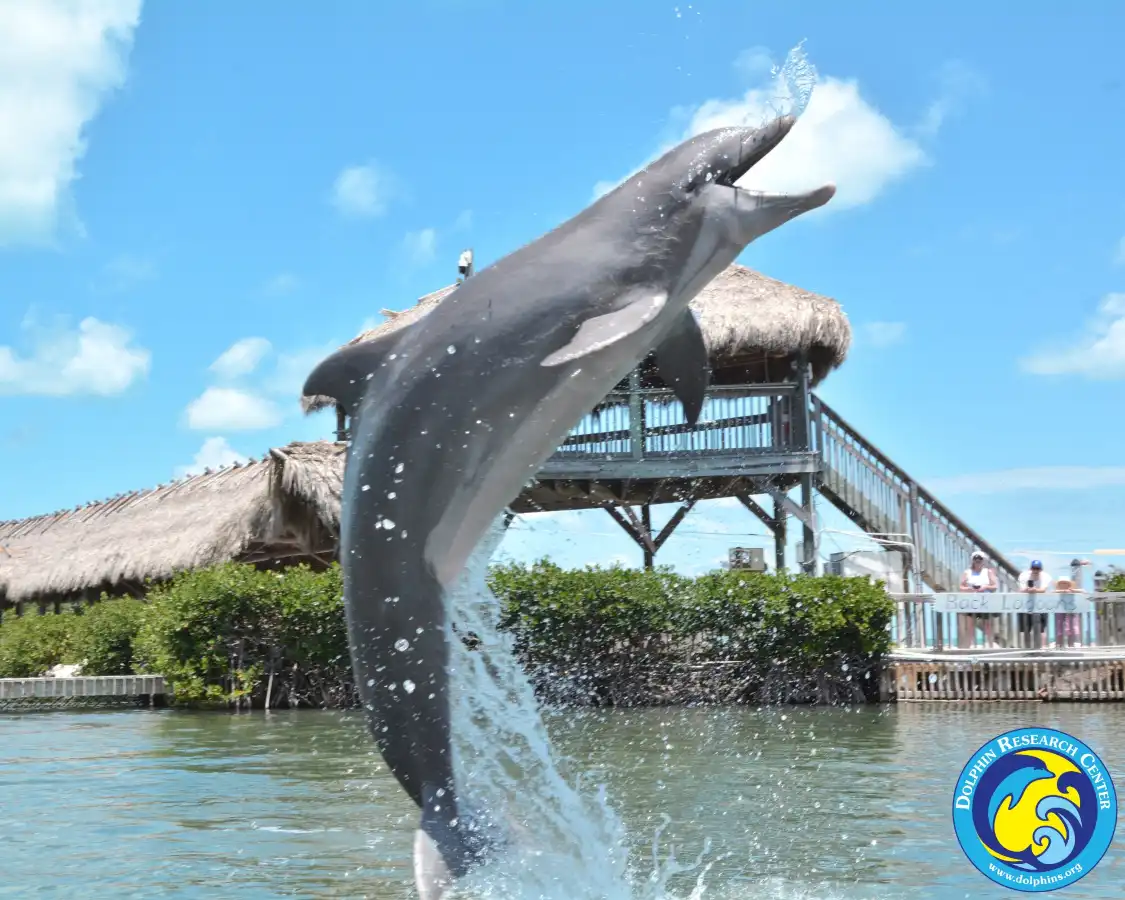 Hotels near Dolphin Research Center