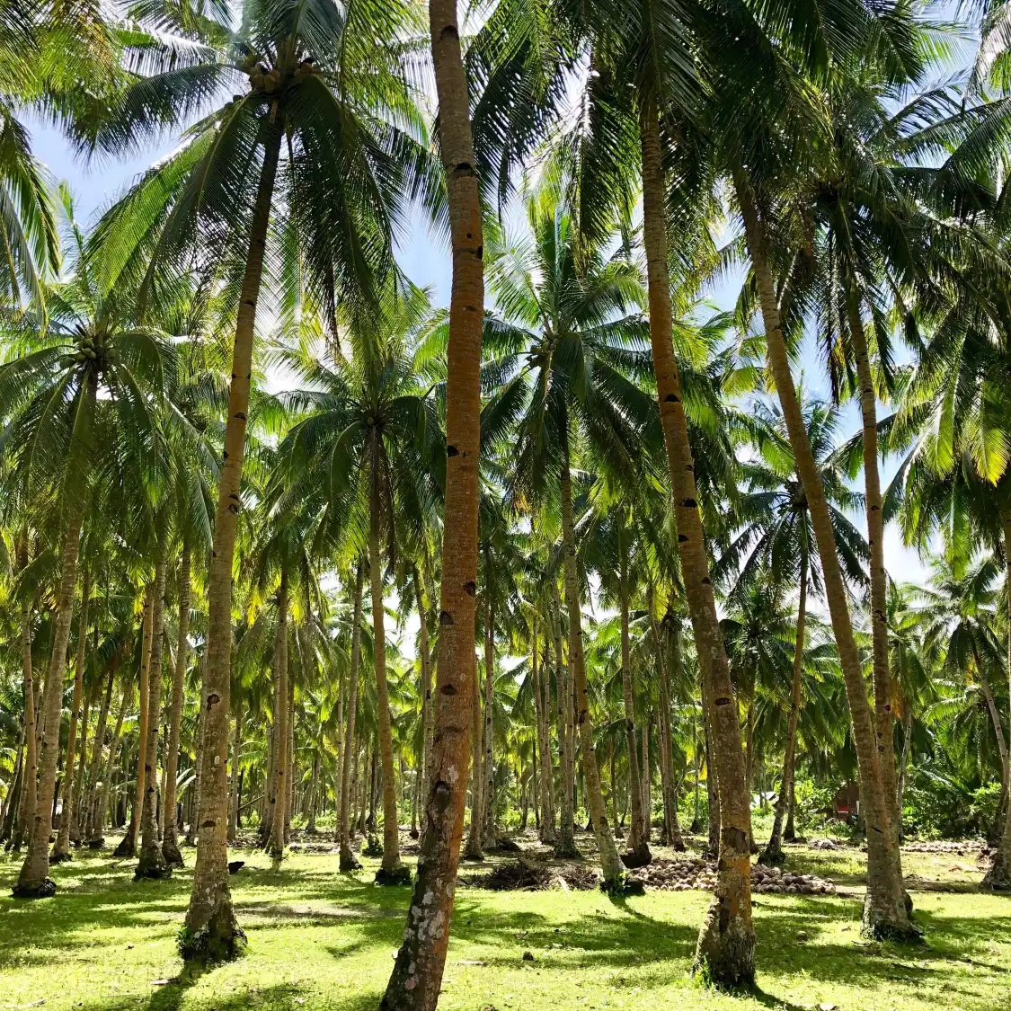 Hotels near Daku Island
