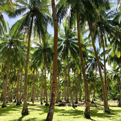 Daku Island