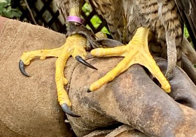 The Rutland Falconry and Owl Centre