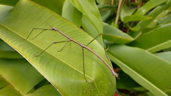 Butterfly Sanctuary
