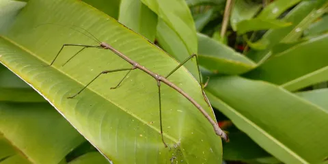Siquijor Butterfly Sanctuary