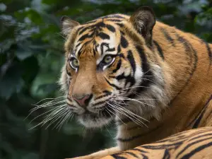 Welsh Mountain Zoo