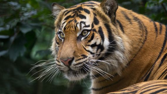 Welsh Mountain Zoo
