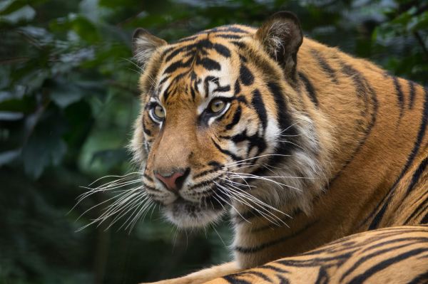 Welsh Mountain Zoo