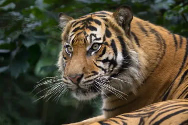 Welsh Mountain Zoo