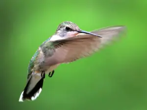 Paton Center for Hummingbirds