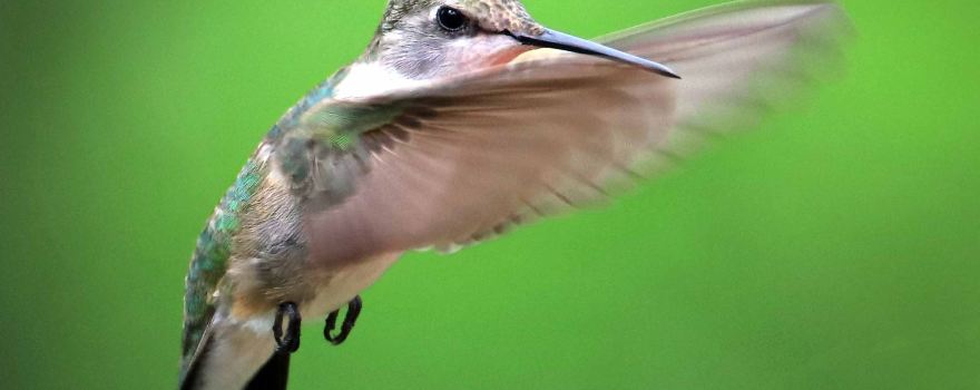 Paton Center for Hummingbirds