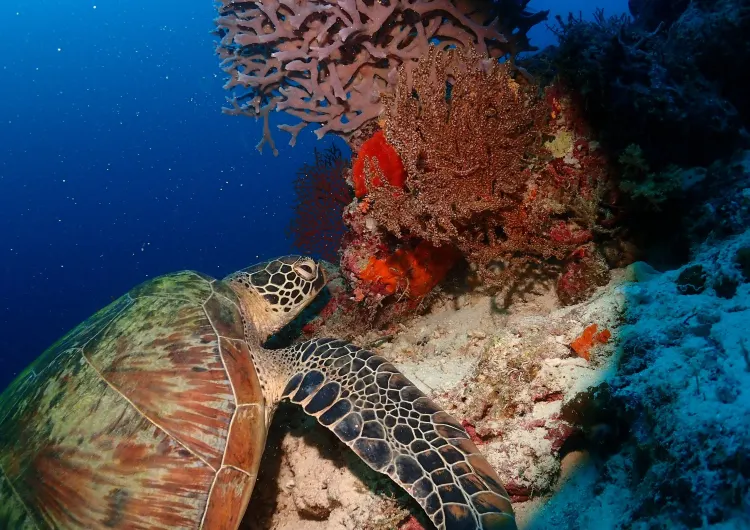 모알보알 날씨, 모알보알 기온 가이드, 여행하기 가장 좋은 계절, 기온별 옷차림