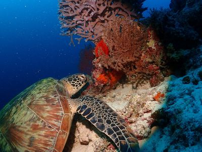 Savedra Dive Center