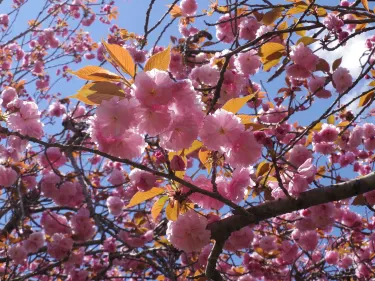 Shizuminefurusato Park