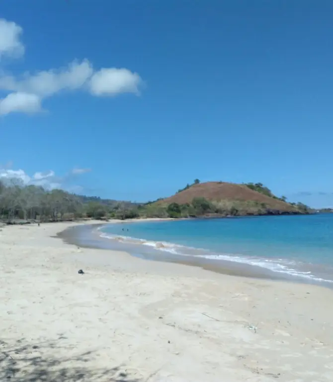 Lobata