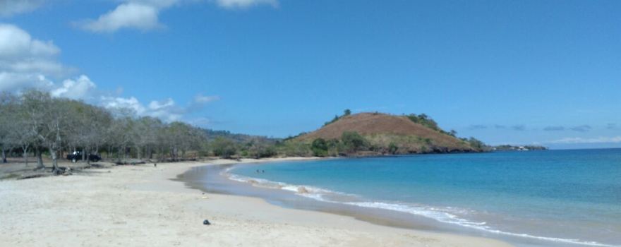 Lobata