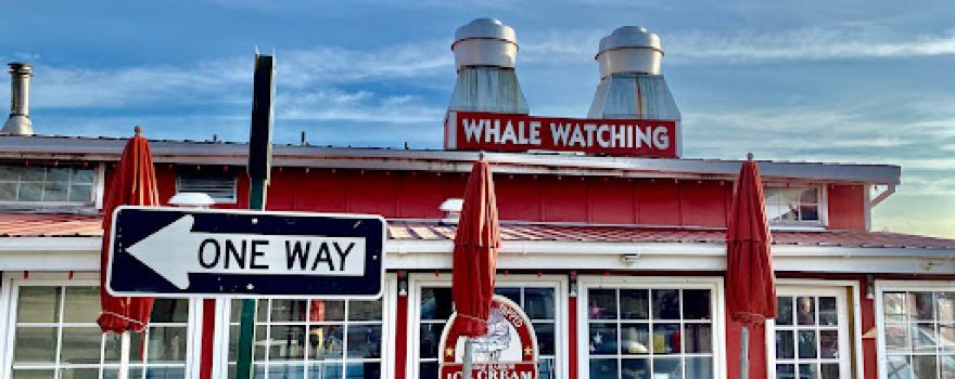 Western Prince Whale Watching Adventures