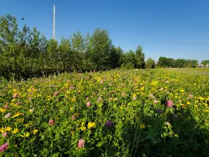Beaumont Spray Park