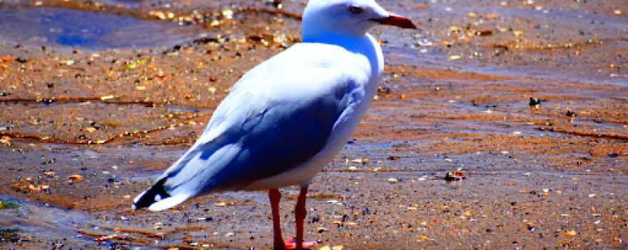 Coronet Bay Beach