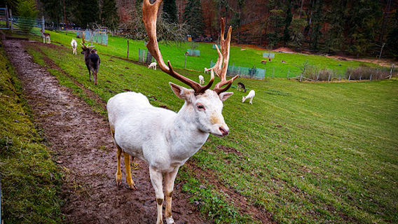 Wildfreigehege Weisshauswald