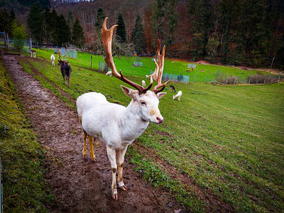 Wildfreigehege Weisshauswald