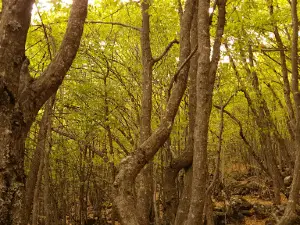 Atatürk Parkı