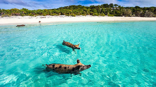 Sea N Tings Bahamas Private Boat Charters