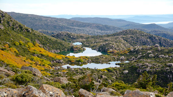 Mount Field