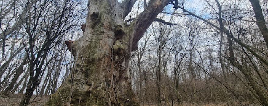 Rezervația Naturală "Pădurea Neagră"