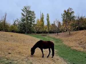 Balykshy