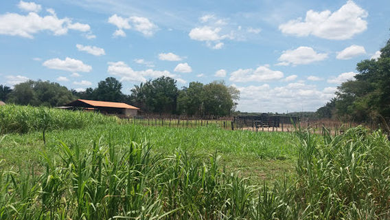 Demerval Lobão