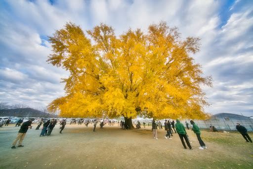 大和の大いちょう