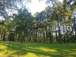 Poplarville City Park