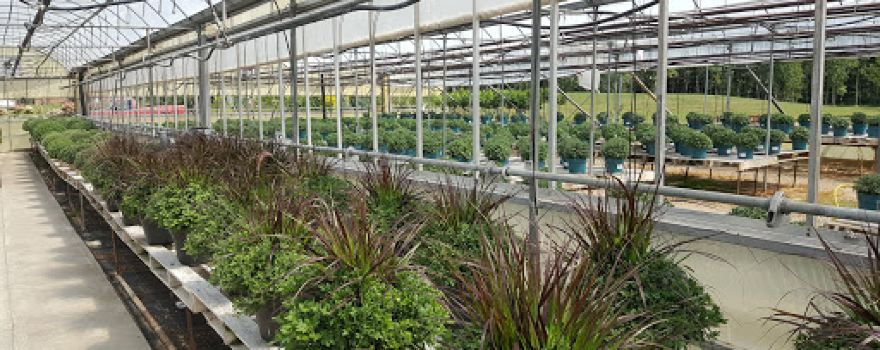 Mount Forest Greenhouses