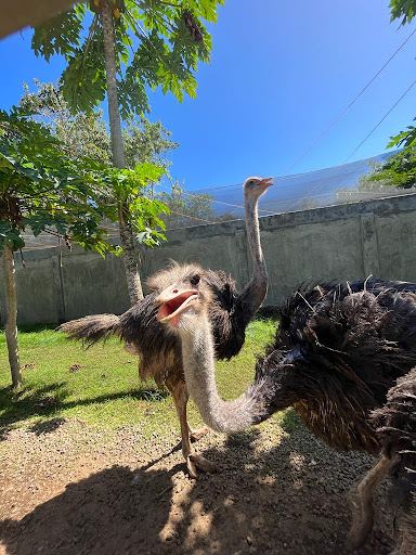 Ostrich Park Siquijor
