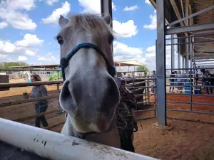 Mosaic Rodeo Arena