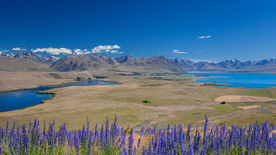 Tekapo