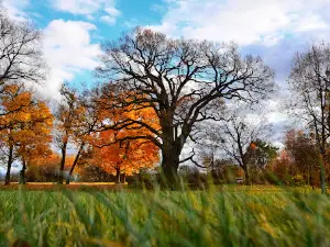 "Bolko" Oak Tree