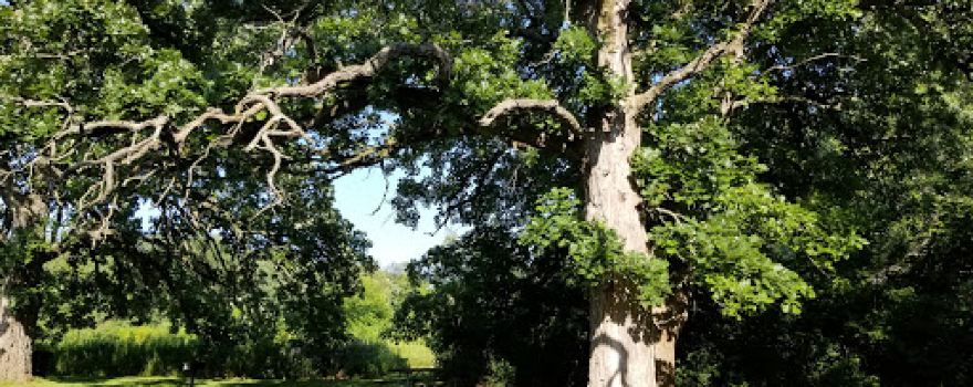 Beck's Woods Conservation Area