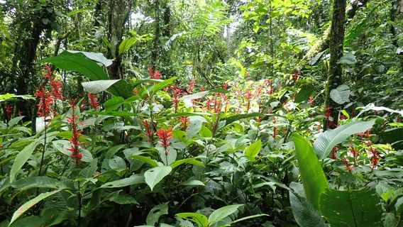 Guayabo National Monument