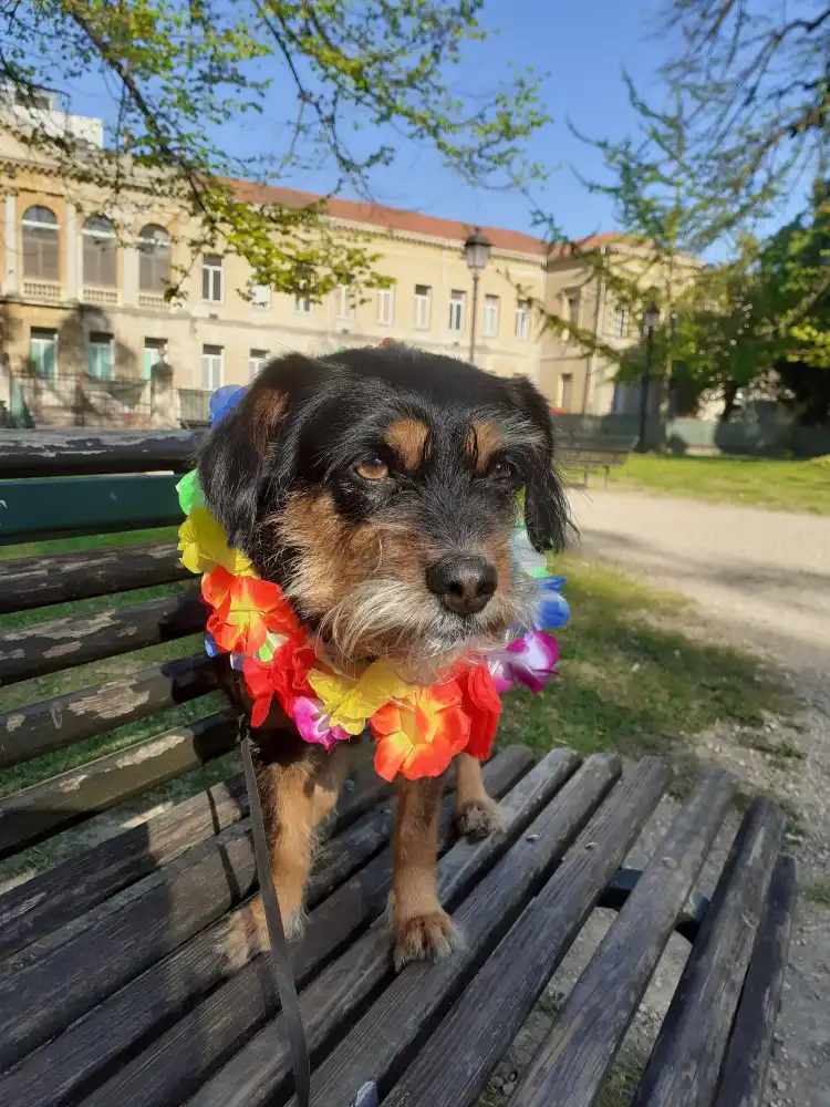 Hotels near Doggy Beach