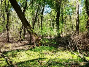 Mingo National Wildlife Refuge