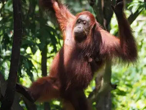 Sepilok Orangutan Rehabilitation Centre