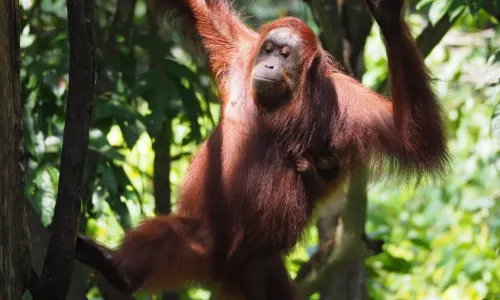 Pusat Pemuliharaan Orang Utan Sepilok