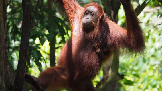 Sepilok Orangutan Rehabilitation Centre