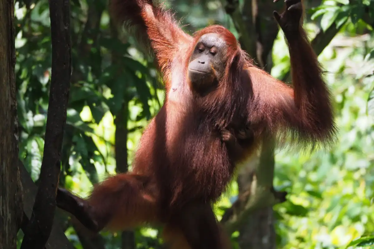 Sepilok Orangutan Rehabilitation Centre
